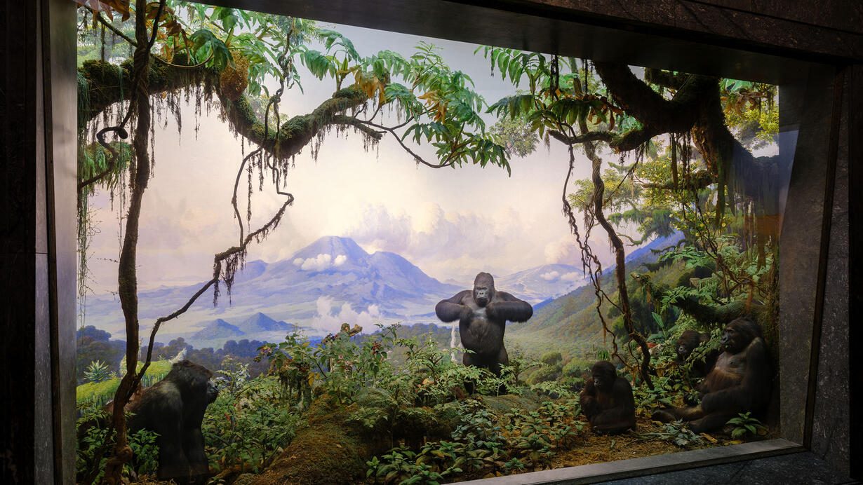 Gorilla exhibit from the American Natural History Museum in New York City. Image by Alvaro Keding, © AMNH. 